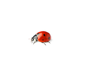 One beautiful red ladybug isolated on white
