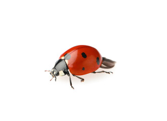 One beautiful red ladybug isolated on white
