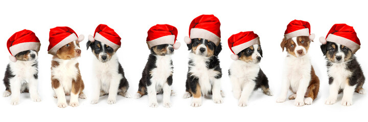 dog Christmas card with group puppies Australian shepherd with Santa hat  isolated on white 