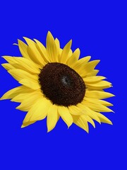 Picture of a sunflower with Blue Background. 3D Render