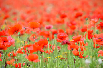 Poppy field with beautiful red poppies and flowers in a summer meadow