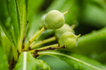 Pittosporaceae evergreen shrub and seasise plants. 