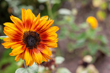 Decorative sunflower close up, yellow and orange colours with the green background