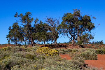 Fototapeta premium Eucaliptos de los Llanos de Samarrita en Gran Canaria, España