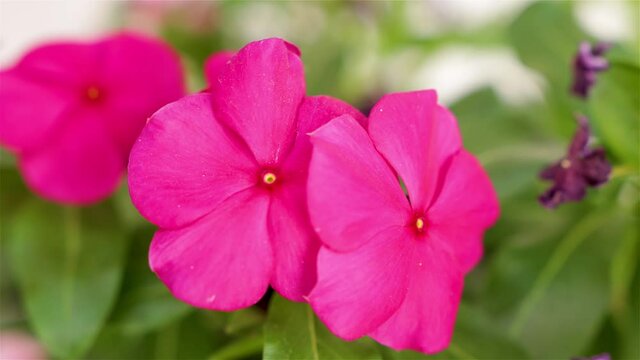 Catharanthus roseus, Vinca rosea, Ammocallis rosea, and Lochnera rosea, common name vinca from Madagascar, old maid flower