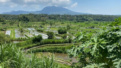 Fototapeta na wymiar Balinese Rice Fields
