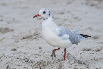 Fototapeta premium Möwe am Ostseestrand