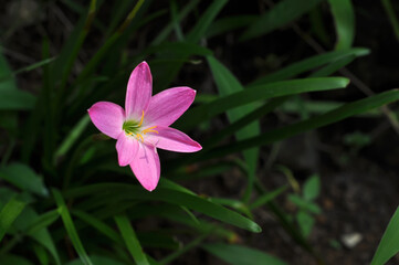 Zephyranthes minuta or pink rain lily flower in garden
