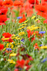 Poppy field with beautiful red poppies and flowers in a summer meadow