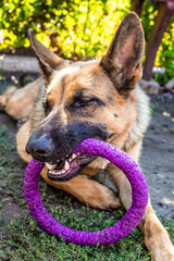 Funny German Shepherd with a round toy puller in his teeth. High quality photo