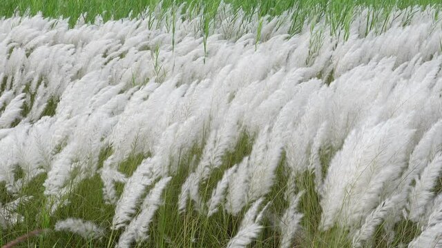 White Saccharum spontaneum flower swaying in the wind in the autumn field. It grows on fallow land commonly known as wild sugarcane and Kans grass. Natural white-green flower 4k video.