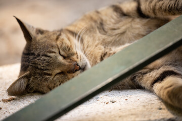 cute tabby cat sleeping on the street