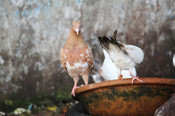 Pigeon in a group 