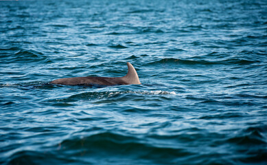 Großer Tümmler, Delfine in freier Wildbahn © Tim HvW