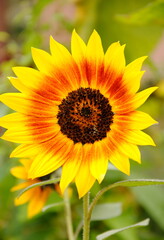 Obraz premium Close up of a big yellow and orange sunflower (Helianthus annuus)