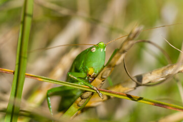 Large-legged green grasshopper in Lagoa de Louro, Muros, A Coruña, Galicia, Spain