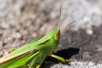 Large-legged green grasshopper in Lagoa de Louro, Muros, A Coruña, Galicia, Spain