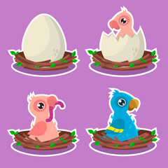 Set of growing up of a parrot bird. From egg to plumage. Vector graphic.	