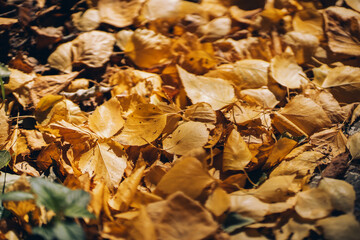 autumn yellow foliage underfoot, season