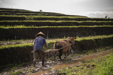 Indonesian farmer plowing rice fields using traditional plough