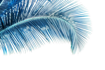 Fototapeta premium Palme bleue , fond blanc 