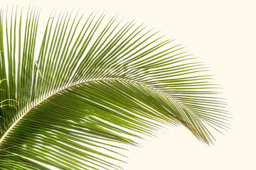 Palme de cocotier 