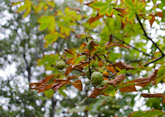 Close up chestnut opening in autumn with blurred background