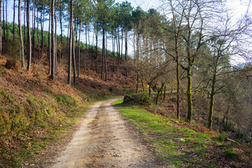 Path in the forest on an autumn afternoon