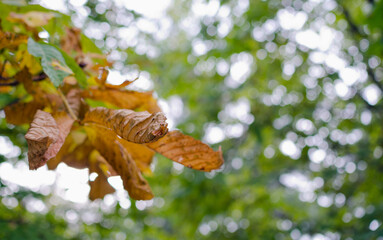 Close up chestnuts leafs in autumn 
