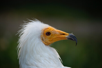 Close-up photo, posing of the head of the Egyptian vulture