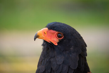 Close-up photo of the head of a Flying Eagle in pos