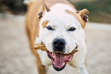 Close up view of a dangerous breed dog with a piece of wood in the mouth