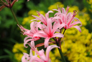 Close up of a salmon pink cultivar of Guernsey lily or red nerine (Nerine sarniensis)