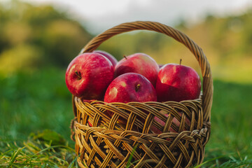 Autumn harvest with delicious red apples in a wicker basket on a blurred green background.