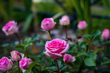 Little pink roses in the garden