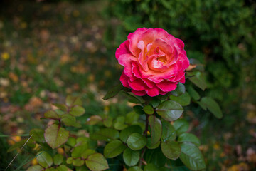 Large red rose in the garden