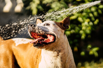 Close up view of a dog playing with a jet of water in a garden