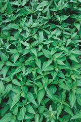 Green dense thickets of nettles