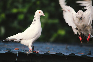 pigeons in the city