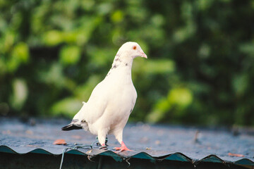 white dove on the beach