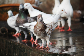 pigeons on the fence