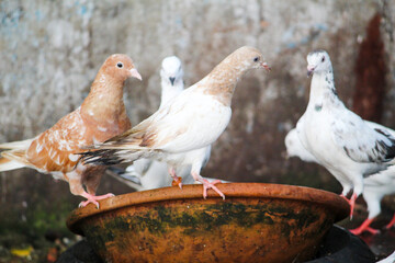 group of pigeons