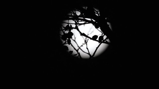 Halloween Full Moon. Telephoto Shot Of The Full Moon With The Silhouettes Of Twigs And Creeping Bugs In The Foreground. 
