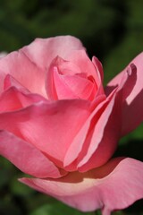pink rose in garden