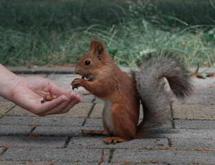 Naklejka na ściany i meble female hand feeding a squirrel in the park, selective focus 