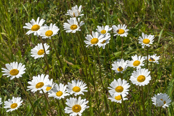 Margeriten werden von den Naturfreunden, Wanderer oder Spaziergänger auf Sommerwiesen bewundert und sind Nahrungsquelle für viele Insekten. Die Blüten sind weiß mit gelben leuchtendem Zentrum.