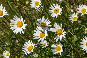 Margeriten werden von den Naturfreunden, Wanderer oder Spaziergänger auf Sommerwiesen bewundert und sind Nahrungsquelle für viele Insekten. Die Blüten sind weiß mit gelben leuchtendem Zentrum.