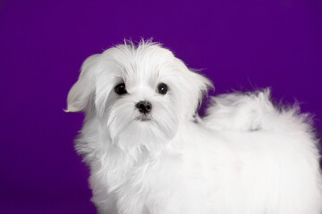 Beautiful small dog Maltese breed on the background