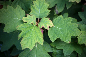 Closeup of Hydrangea quercifolia leaves in a public garden, hortensia plant