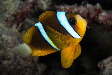Orange or yellowish colored fish with black and white patterns swimming in the ocean, photo taken under water at the Great Barrier Reef, Cairns, Queensland Australia © Olivia Zhou